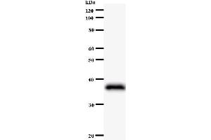 Western Blotting (WB) image for anti-Jun B Proto-Oncogene (JUNB) antibody (ABIN931101)