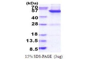 SDS-PAGE (SDS) image for MYC Induced Nuclear Antigen (MINA) (AA 1-465) protein (His tag) (ABIN6387478)