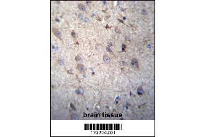 GSTM5 Antibody immunohistochemistry analysis in formalin fixed and paraffin embedded human brain tissue followed by peroxidase conjugation of the secondary antibody and DAB staining. (GSTM5 anticorps  (N-Term))