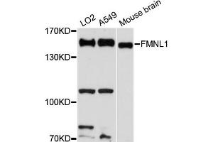 Western blot analysis of extracts of various cell lines, using FMNL1 antibody (ABIN6292086) at 1:3000 dilution.