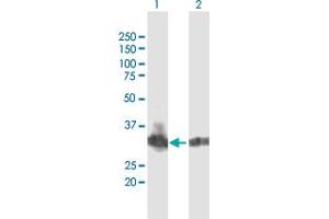 Western Blot analysis of B3GNT4 expression in transfected 293T cell line by B3GNT4 MaxPab polyclonal antibody. (B3GNT4 anticorps  (AA 1-378))