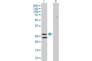 Western Blot analysis of ATP5F1 expression in transfected 293T cell line by ATP5F1 MaxPab polyclonal antibody.