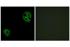 Immunofluorescence (IF) image for anti-Collagen, Type XIX, alpha 1 (COL19A1) (Internal Region) antibody (ABIN1850312)