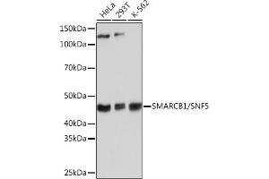 Western blot analysis of extracts of various cell lines, using SM/SNF5 Rabbit mAb (ABIN7270657) at 1:1000 dilution.