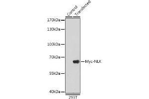 Western blot analysis of extracts of normal 293T cells and 293T transfected with Myc-NLK protein,using Myc-Tag antibody (ABIN3020568 and ABIN3020569) at 1:5000 dilution. (Myc Tag anticorps)