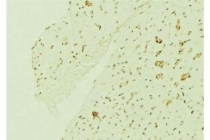 ABIN6276756 at 1/100 staining Mouse brain tissue by IHC-P. (ERCC5 anticorps  (N-Term))