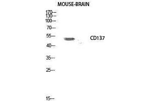 Western Blotting (WB) image for anti-Tumor Necrosis Factor Receptor Superfamily, Member 9 (TNFRSF9) (Internal Region) antibody (ABIN6284845)