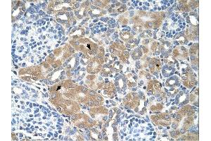 LMAN2 antibody was used for immunohistochemistry at a concentration of 4-8 ug/ml.