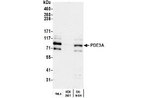 anti-phosphodiesterase 3A, cGMP-Inhibited (PDE3A) (AA 450-500) antibody