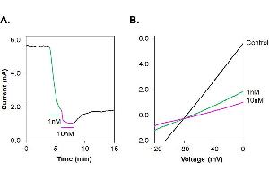 Apamin-ATTO Fluor-488 blocks rat SK2 channels stably transfected in HEK293T cells.