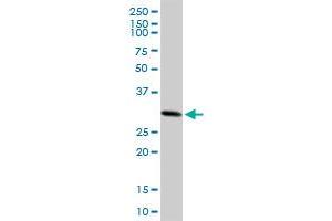 CACYBP MaxPab polyclonal antibody.