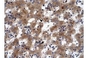 ZNF551 antibody was used for immunohistochemistry at a concentration of 4-8 ug/ml to stain Hepatocytes (arrows) in Human Liver. (ZNF551 anticorps  (N-Term))