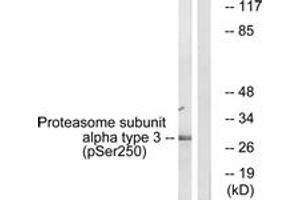 Western blot analysis of extracts from NIH-3T3 cells treated with EGF 200ng/ml 30', using Proteasome alpha3 (Phospho-Ser250) Antibody. (Proteasome alpha3 (AA 206-255), (pSer250) anticorps)