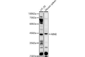 Western blot analysis of extracts of various cell lines, using  antibody (ABIN1678616, ABIN3017747, ABIN3017748 and ABIN6220230) at 1:1000 dilution. (AIM2 anticorps  (AA 1-260))
