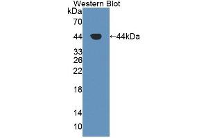 Western blot analysis of the recombinant protein. (GOT1 anticorps  (AA 1-413))