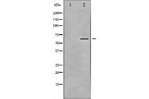 Western blot analysis of CaMK2 alpha/ beta/ delta phosphorylation expression in NIH-3T3 whole cell lysates,The lane on the left is treated with the antigen-specific peptide. (CaMK2 alpha/beta/delta anticorps  (pThr305))