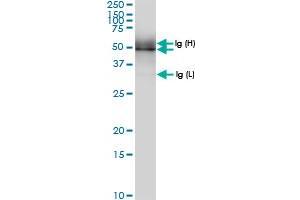 Immunoprecipitation of PUS1 transfected lysate using anti-PUS1 MaxPab rabbit polyclonal antibody and Protein A Magnetic Bead , and immunoblotted with PUS1 MaxPab rabbit polyclonal antibody (D01) .