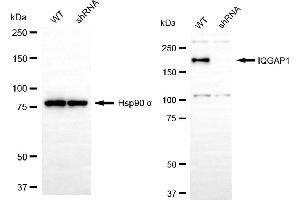 Western blotting analysis using IQGAP1 antibody (ABIN7799121).