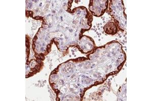 Immunohistochemical staining (Formalin-fixed paraffin-embedded sections) of human placenta with GDF15 monoclonal antibody, clone CL0328  shows strong immunoreactivity in the trophoblast layer. (GDF15 anticorps)