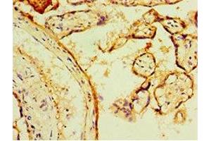 Immunohistochemistry of paraffin-embedded human placenta tissue using ABIN7166413 at dilution of 1:100 (Transglutaminase 2 anticorps  (AA 438-687))