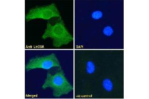 ABIN190901 Immunofluorescence analysis of paraformaldehyde fixed HeLa cells, permeabilized with 0. (LHCGR anticorps  (C-Term))