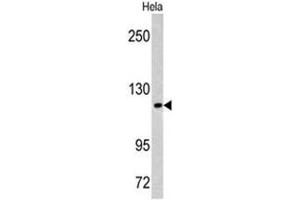 Western blot analysis of MAML3 antibody (C-term) in Hela cell line lysates (35ug/lane). (MAML3 anticorps  (C-Term))