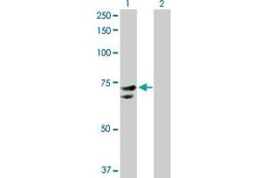Western Blot analysis of NR1D2 expression in transfected 293T cell line by NR1D2 MaxPab polyclonal antibody.
