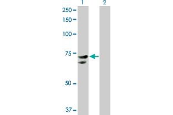 NR1D2 抗体  (AA 1-579)