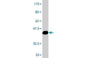 Western Blot detection against Immunogen (36.