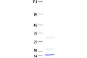 Validation with Western Blot (C19ORF12 Protein (His tag))