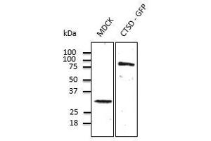 Anti-CTSD Ab at 1/500 dilution, endogenous CTSD (100 µg per Iane) and transfected 293FT cell lysate (at 30 µg per Iane), rabbit polyclonal to goat lgG (HRP) at 1/10,000 dilution, (Cathepsin D anticorps  (C-Term))