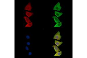 ABIN7096695 and ABIN7100760 staining Hela cells by IF/ICC. (Prokineticin 1 anticorps)