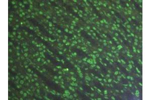 Detection of H3 in Rat Stomach Tissue using Polyclonal Antibody to Histone H3 (H3)