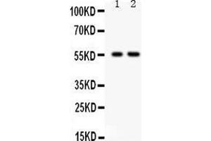 Observed bind size: 56KD (TRAF2 anticorps  (C-Term))