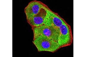 Immunofluorescence analysis of Hela cells using P2RY8 mouse mAb (green). (P2RY8 anticorps)