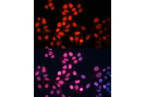 Immunofluorescence analysis of HeLa cells using GABPA Polyclonal Antibody (ABIN6127940, ABIN6140889, ABIN6140892 and ABIN6224475) at dilution of 1:100 (40x lens).