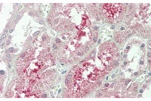 Detection of KLb in Human Kidney Tissue using Polyclonal Antibody to Klotho Beta (KLb) (Klotho beta anticorps  (AA 517-636))