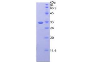 SDS-PAGE analysis of Mouse Fibrinogen gamma Protein. (FGG Protéine)