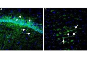 Expression of Neuroplastin in rat hippocampus and rat cortex - Immunohistochemical staining of free floating frozen section of rat hippocampal CA1 region (A) and posterior cingulate cortex (B) using Anti-Neuroplastin (extracellular) Antibody (ABIN7043382, ABIN7044710 and ABIN7044711), (1:120). (NPTN anticorps  (Extracellular, N-Term))