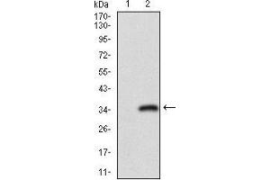 Western blot analysis using CD24 mAb against HEK293 (1) and CD24 (AA: 15-80)-hIgGFc transfected HEK293 (2) cell lysate.