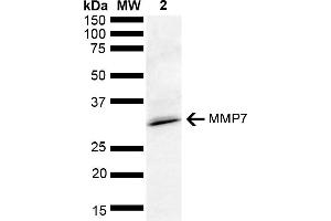 Western blot analysis of Rat kidney lysate showing detection of ~28 kDa MMP7 protein using Rabbit Anti-MMP7 Polyclonal Antibody (ABIN5651234). (MMP7 anticorps  (AA 257-267) (Alkaline Phosphatase (AP)))