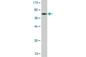Western Blot detection against Immunogen (74.