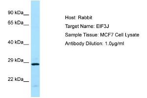 Host: RabbitTarget Name: EIF3JAntibody Dilution: 1. (EIF3S1 anticorps  (C-Term))