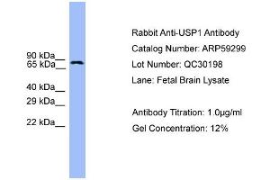 WB Suggested Anti-USP1  Antibody Titration: 0. (USP1 anticorps  (C-Term))