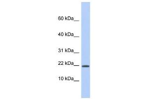 HCFC1R1 antibody used at 1 ug/ml to detect target protein. (HCFC1R1 anticorps)