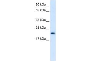 Western Blotting (WB) image for anti-High Mobility Group Box 3 (HMGB3) antibody (ABIN2461205) (HMGB3 anticorps)