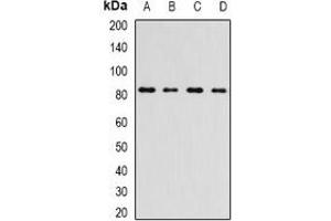 Western blot analysis of INTS10 expression in A549 (A), HepG2 (B), mouse kidney (C), rat testis (D) whole cell lysates. (INTS10 anticorps)