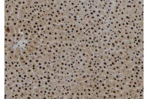 ABIN6267210 at 1/100 staining Rat liver tissue by IHC-P. (KLF4 anticorps  (pSer254))