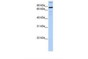 Image no. 1 for anti-Zinc Finger Protein 700 (ZNF700) (AA 650-699) antibody (ABIN6739304) (ZNF700 anticorps  (AA 650-699))
