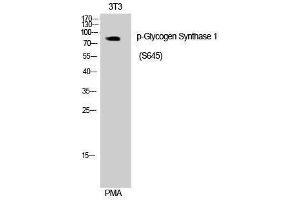 Western Blotting (WB) image for anti-Glycogen Synthase 1 (Muscle) (GYS1) (pSer645) antibody (ABIN3182519) (Glycogen Synthase 1 anticorps  (pSer645))